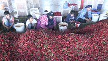 Mevsimlik işçilerin 'acı hayatı' - GAZİANTEP