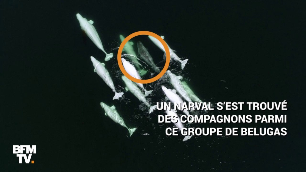 Des bélugas ont adopté un narval égaré... à des centaines de kilomètres de chez lui