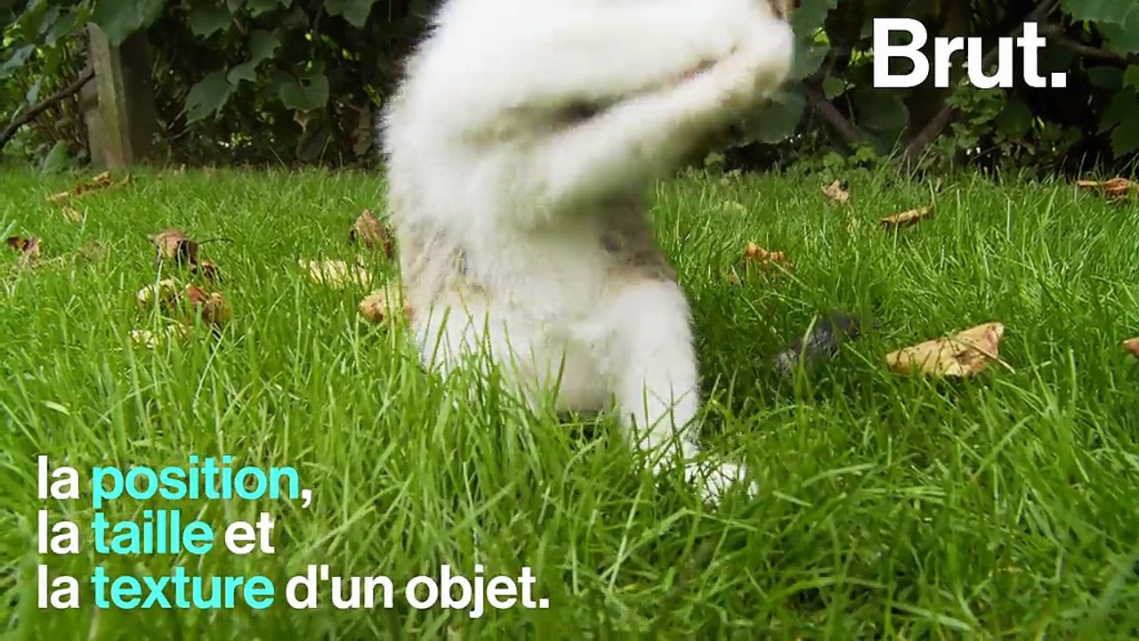 Se repérer, se faufiler… Mais à quoi les moustaches du chat servent-elles ?