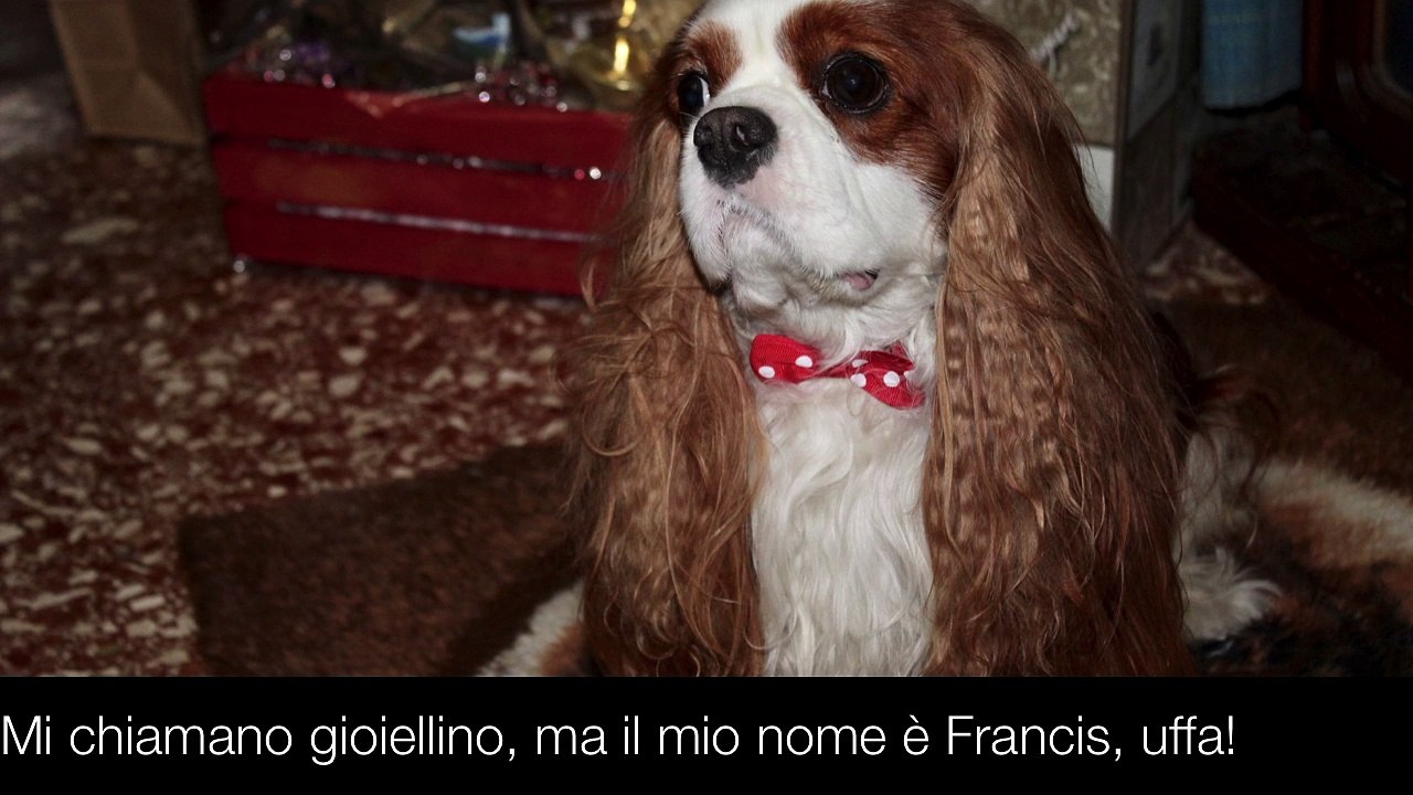 Mi chiamano gioiellino, ma il mio nome è Francis, uffa!