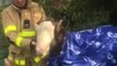 Foal Saved From Drowning in Canal by Dublin Fire Brigade