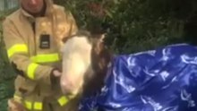 Foal Saved From Drowning in Canal by Dublin Fire Brigade