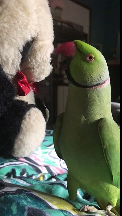 Une perruche et sa peluche panda