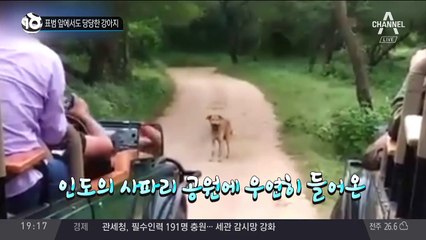 표범 앞에서도 당당한 강아지