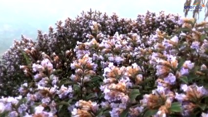 കണ്ണും മനസ്സും നിറയ്ക്കുന്ന കുറിഞ്ഞി കാഴ്ചകൾ | Oneindia Malayalam