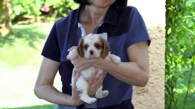 L'amore arriva all'improvviso... Francis Drake della Domus Aventina