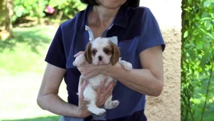 L'amore arriva all'improvviso... Francis Drake della Domus Aventina