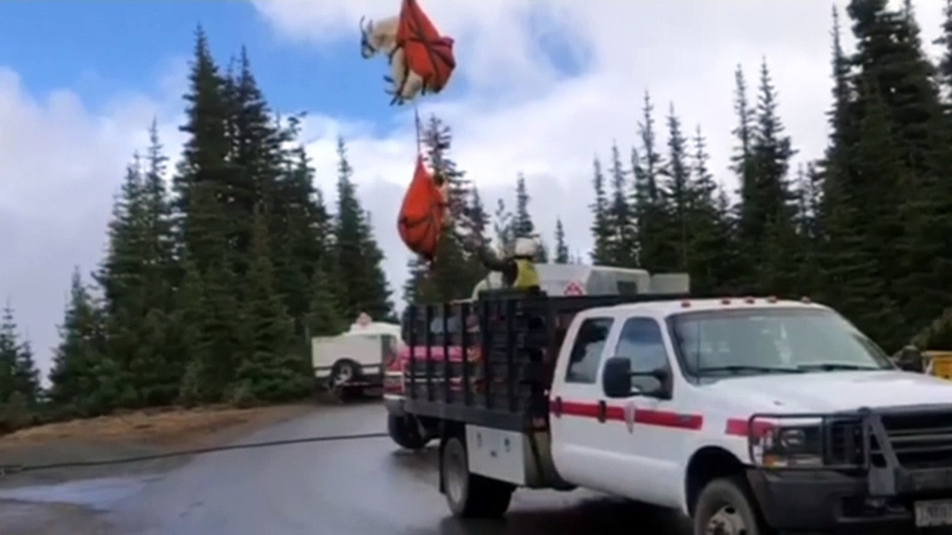 ⁣Mountain goats relocated by helicopter