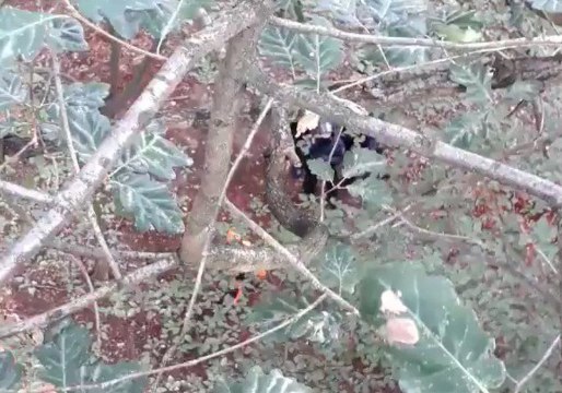 Chainsaw Crews Clear Disputed German Forest Where Activists Remain Camped