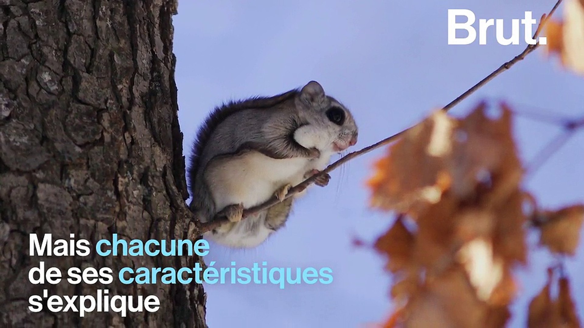 L Ecureuil Volant Du Japon L Animal Repute Comme Etant Le Plus Mignon Au Monde Video Dailymotion