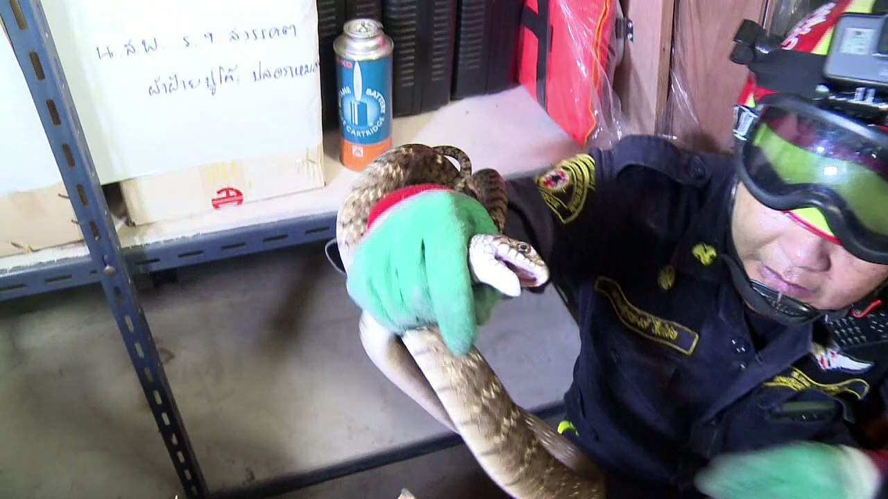 Feuerwehrleute als Schlangenfänger in Thailand