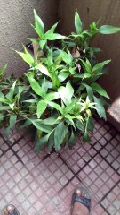 Amit loves showing us his plants!!! Green fingers!