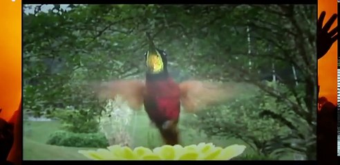 THE EVOLUTION OF FLIGHT - DOCUMENTARY