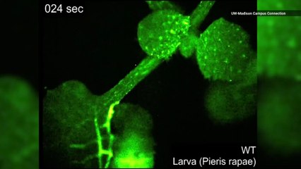 Plants React Similar To Animals When They Get Hurt