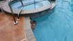 Un bébé de 12 mois nage dans une piscine