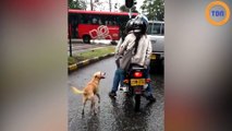 Ils sont filmés en train d’abandonner leur chien dans la rue, la réaction du toutou fait pleurer tout le monde  !