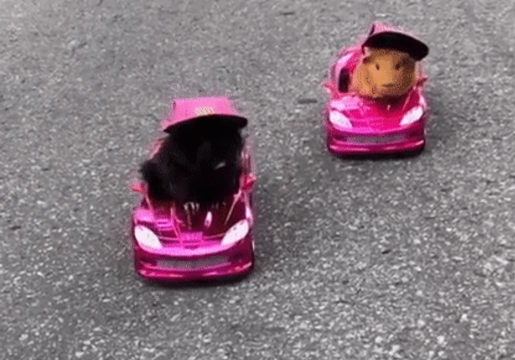 Competitive Guinea Pigs Go Neck-and-Neck in Mini Car Race