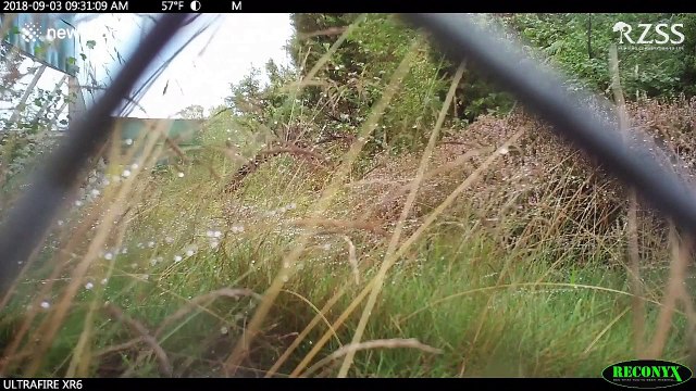 Two rare Amur leopards born in Scotland's Highland Wildlife Park