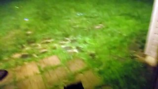 Crazy dog loves running around in heavy storm