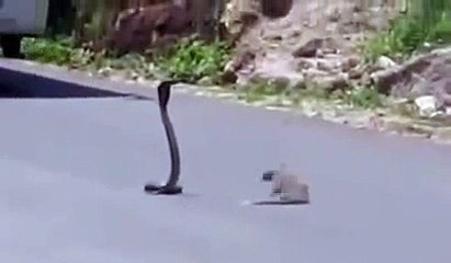Cobra And Mongoose Fighting In The Middle Of The Road