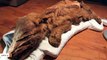 Mummified Ice-Age Caribou Calf, Wolf Pup Unveiled