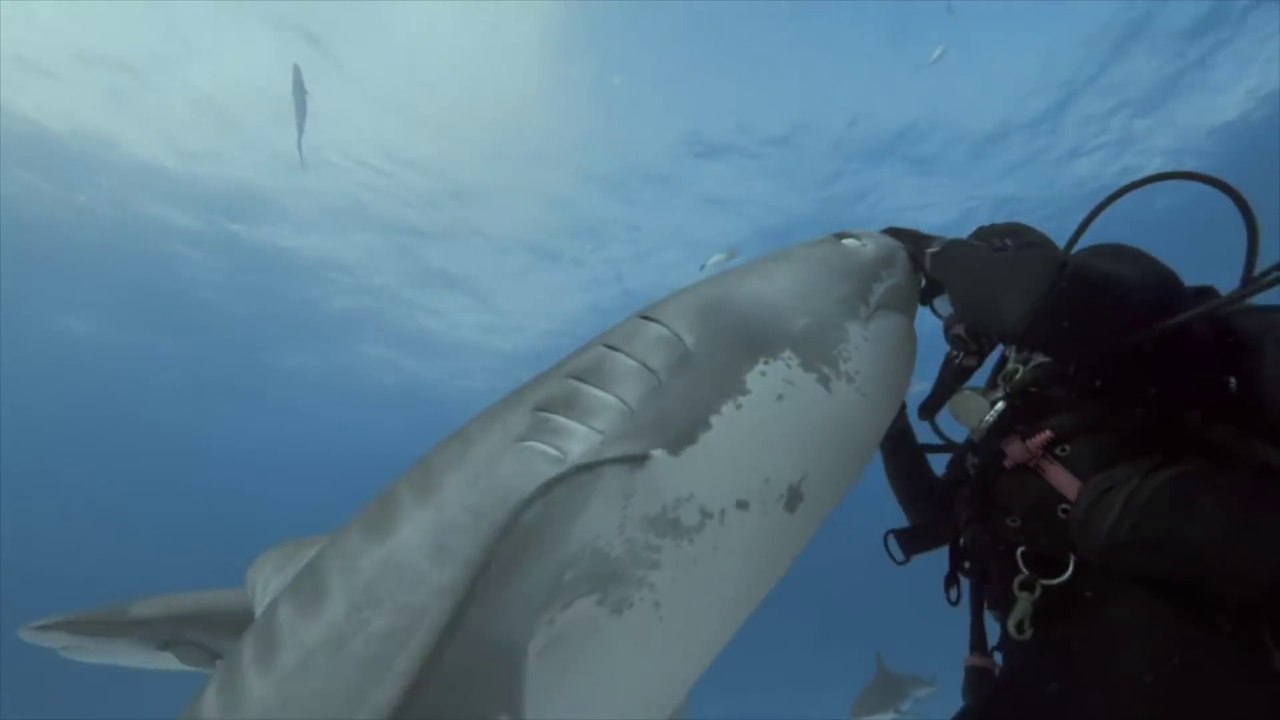 Les requins adorent les calins... De vrais chiens