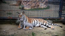 Rare white tiger cub born in Bangladesh zoo