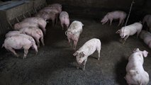 La fièvre porcine africaine aux portes de la France