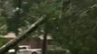 Tree Falls in Morehead City as Hurricane Florence Bears Down