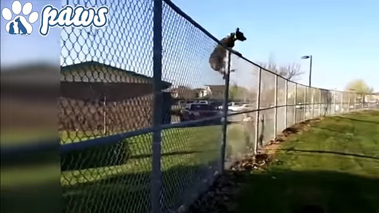Super Strong Dogs!!! - YouTube
