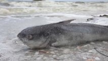 Marea roja ha dejado un centenar de manatíes y delfines muertos en Florida