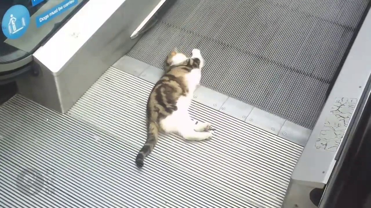 Ce chat s'amuse avec un escalator... Tellement drôle