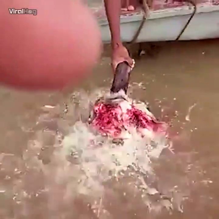 Nourrir des piranhas affamés... Incroyable