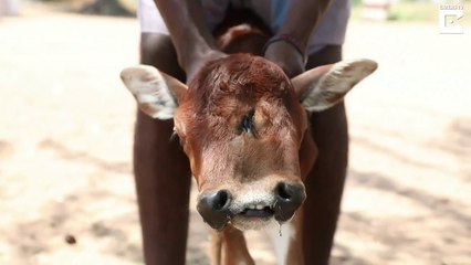 Un veau à 2 têtes et 3 yeux. Du jamais vu