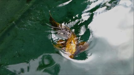 Cette carpe Koï coûte 2 millions $... Animal le plus cher du monde