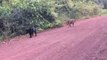 Une panthère noire et un jaguar filmés ensemble sur un chemin au brésil... Magnifique