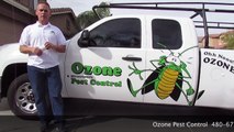 Scorpion Pest Control San Tan Valley AZ 480-493-5028 Ozone Pest Control