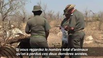 En Afrique du Sud, la guerre totale contre le braconnage