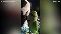 Parakitt leker borte-tittei med en bamse