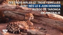 Dans un zoo australien, six guépardeaux explorent leur environnement