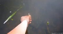 fish GIF - _4