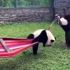 Hilarant : ce bébé panda ne parvient pas à monter sur un hamac