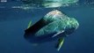 Flying Fish Picked Off From Above and Below the Hunt BBC Earth