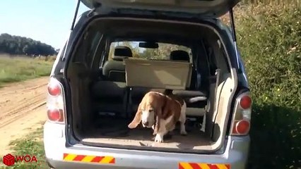 AMAZING! Smart Dogs Wait For Their Names To Be Called - Funny Pets Compilation