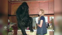 Koko the gorilla dead at age 46