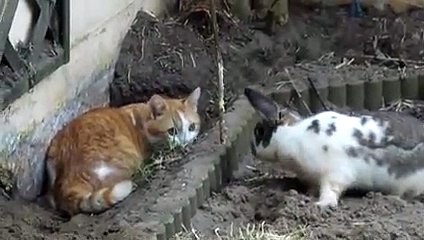 Cat Vs Rabbits