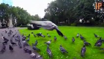 Pigeon Slow Motion - London - GoPro Hero 4 Black Test