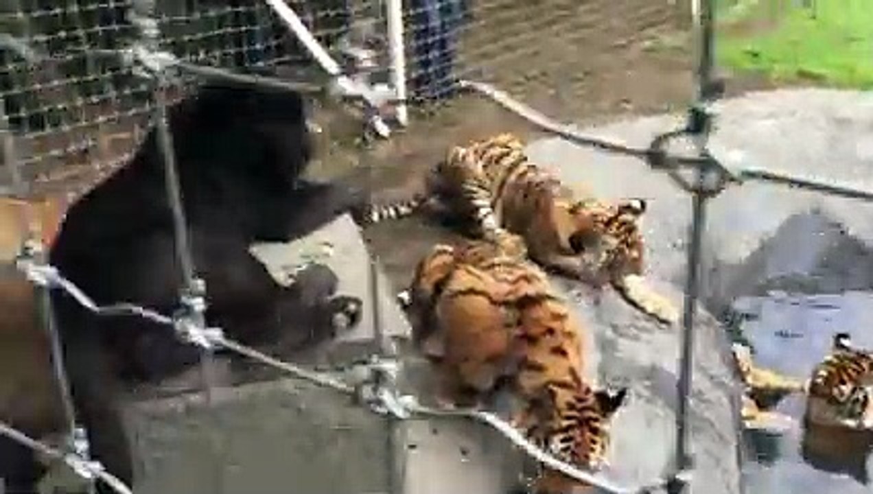Animal Swimming Pool