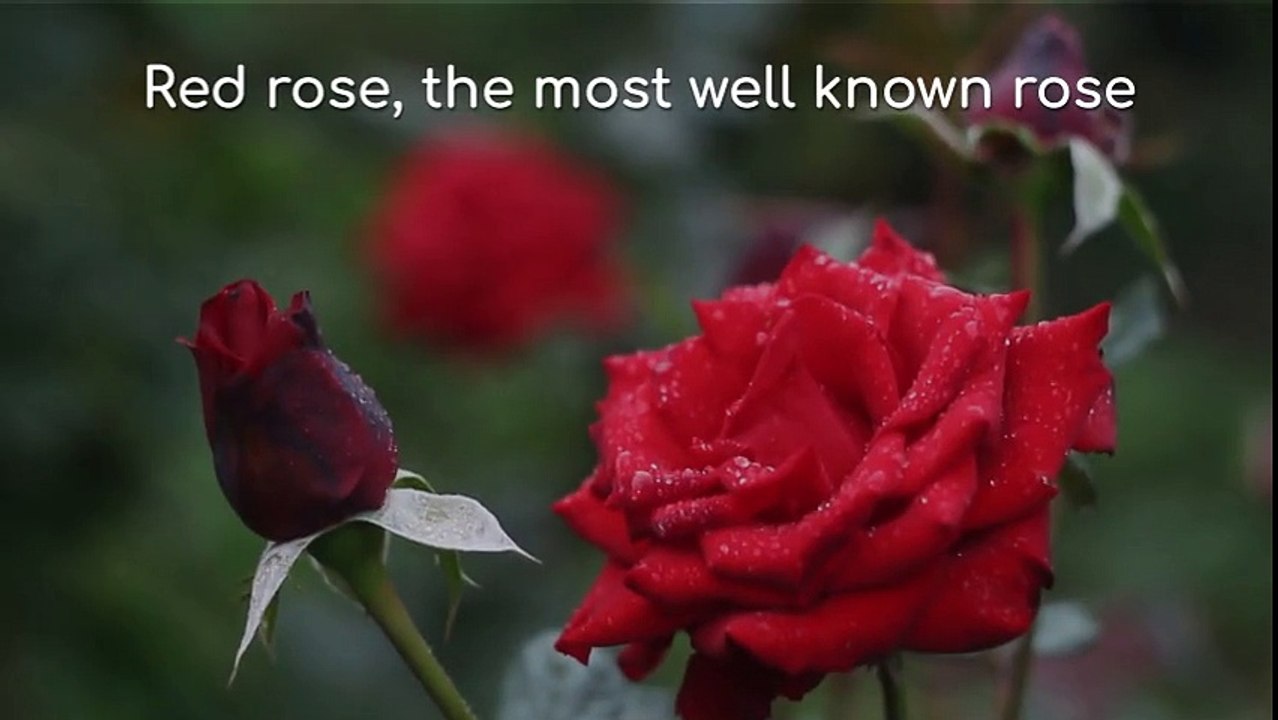 A rose