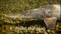Pallid sturgeon (Scaphirhynchus albus)